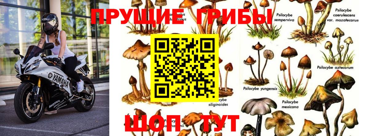 Галлюциногенные грибы Psilocybe  Псилоцибиновые грибы прущие грибы  наркотики  Вход с VPN  Щёлково 